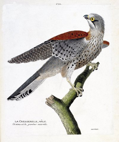 Zoologische Tafel (Ornithologie): der männliche Turmfalke (Turmfalke oder Falco tinnunculus) auf einem Ast. Illustration in „Die Geschichte der Vögel, gemalt in ihren erscheinenden und empfindlichen Aspekten“ von Francois Nicolas Martinet (1731-1800). Priv von Francois Nicolas Martinet