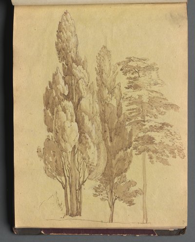 Album mit Ansichten von Rom und Umgebung, Landschaftsstudien, Seite 15a: Bäume von Franz Johann Heinrich Nadorp