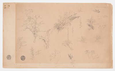 Eine Gruppe von dreizehn botanischen Studien aus Kolumbien oder Ecuador von Frederic Edwin Church