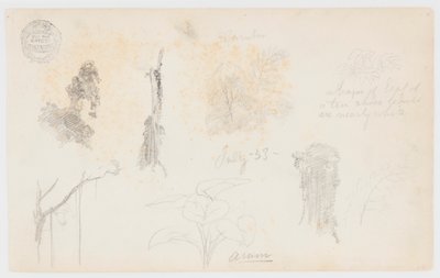 Botanische Skizzen aus Kolumbien: Bambusbäume, Stämme und Details von Frederic Edwin Church