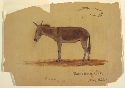 Zeichnung, Ein Esel, Baranquilla, Kolumbien, Mai 1853 von Frederic Edwin Church