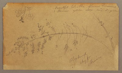Botanische Skizzen, August 1865 von Frederic Edwin Church