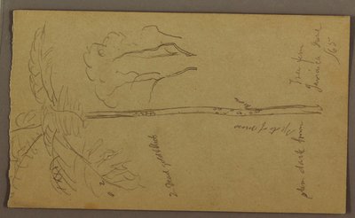 Botanische Skizzen, Juni 1865 von Frederic Edwin Church