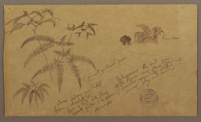 Zeichnung, Botanische Skizzen, Mai–August 1865 von Frederic Edwin Church