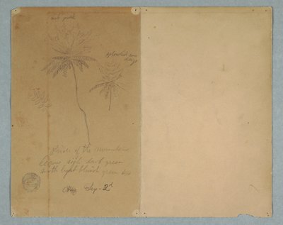 Zeichnung, Botanische Skizzen: ein Ast, ein Baum und eine Baumkrone, Südamerika, 2. September 1853 von Frederic Edwin Church