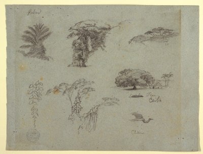 Botanische Skizzen aus Südamerika: eine Palme, Baumgruppen, hängende Zweige, ein großer Baum neben einem Haus und ein fliegender Kranich, 1853, wahrscheinlich Mai von Frederic Edwin Church