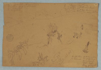 Zeichnung. Botanische und Wolkenskizzen in der Nähe von Quito, Ecuador von Frederic Edwin Church