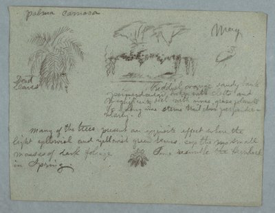 Camaca-Palme, eine Gruppe von Bäumen und Reben am Flussufer, Vogel und ein Bündel Blätter, Rio Magdalena, Kolumbien, Mai 1853 von Frederic Edwin Church