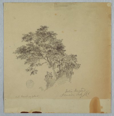 Indische Tamarindenbäume, Jamaika, Juli 1865 von Frederic Edwin Church