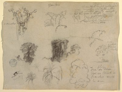 Naturstudien, wahrscheinlich aus Kolumbien: Affe, Parasiten und Bäume von Frederic Edwin Church