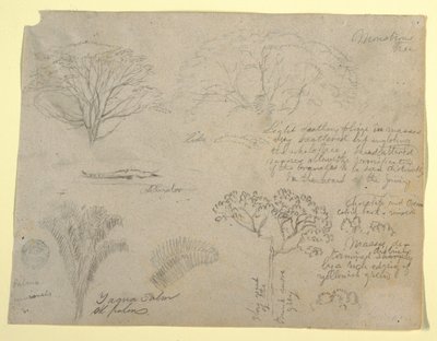 Serie botanischer Studien einschließlich eines Alligators und eines monströsen Baumes, gesehen vom Rio Magdalena, Kolumbien von Frederic Edwin Church