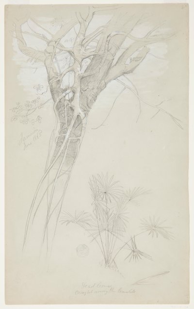 Studie eines Baumstamms, Schmarotzerpflanze und Palmenpflanze, Jamaika von Frederic Edwin Church