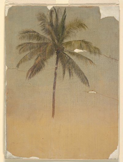 Stamm und Krone einer Palme von Frederic Edwin Church