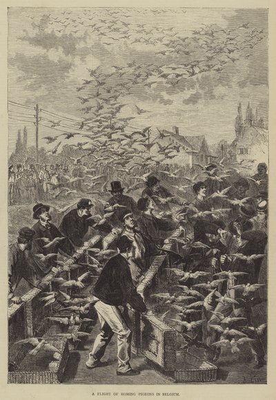 Ein Flug von Brieftauben in Belgien von Frederic Theodore Lix