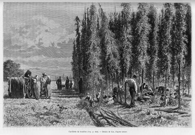Hopfenernte. Gravur von Lix, zur Illustration der Geschichte „Durch Elsass und Lothringen“, 1887, von Charles Grad, deutscher Abgeordneter, im Tour du monde 1888, unter der Leitung von Edouard Charton (1807-1890). von Frederic Theodore Lix