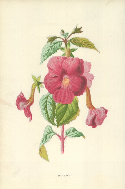 Achimenes von Frederick Edward Hulme