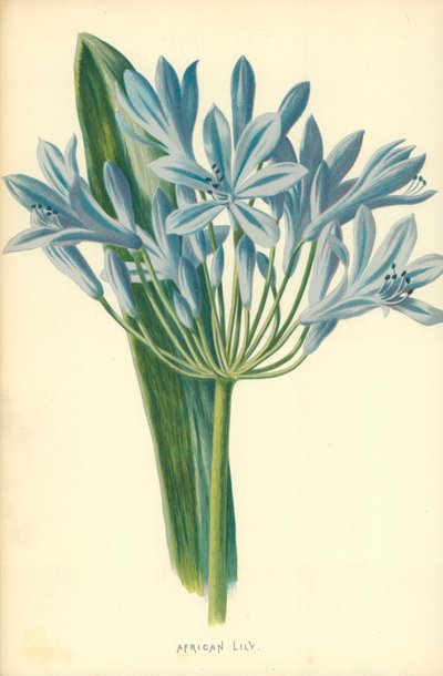 Afrikanische Lilie von Frederick Edward Hulme