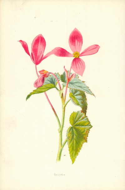 Begonie von Frederick Edward Hulme