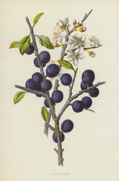 Schlehdorn von Frederick Edward Hulme