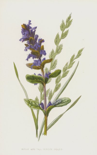 Günsel und Hohe Trespe von Frederick Edward Hulme