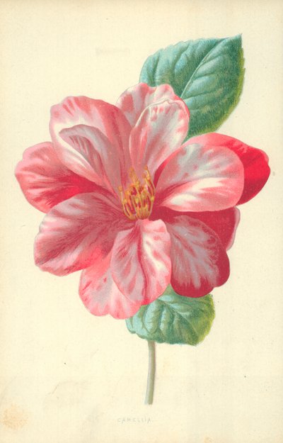 Kamelie von Frederick Edward Hulme