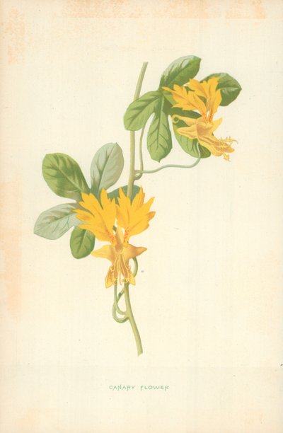 Kanarenblume von Frederick Edward Hulme