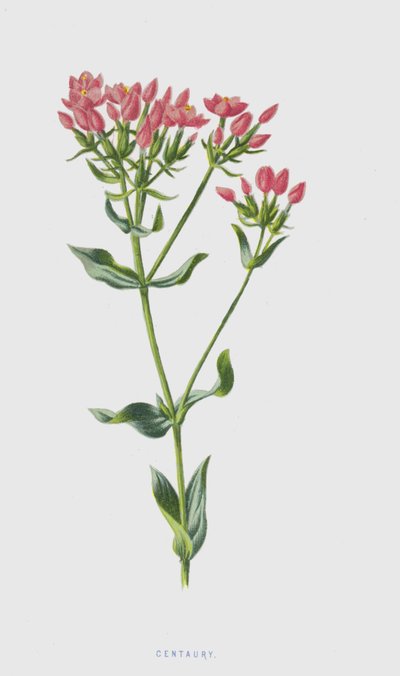 Tausendgüldenkraut von Frederick Edward Hulme