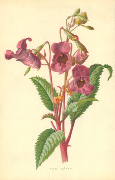 Ciant Balsam von Frederick Edward Hulme