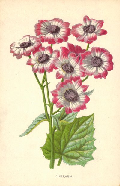 Cinerarie von Frederick Edward Hulme