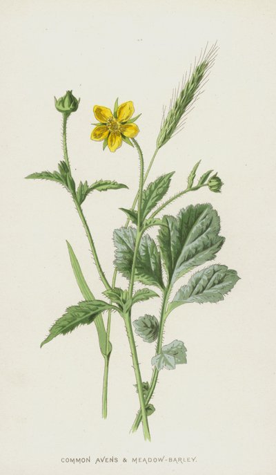 Gemeine Nelkenwurz und Wiesen-Gerste von Frederick Edward Hulme