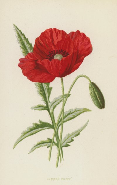 Klatschmohn von Frederick Edward Hulme