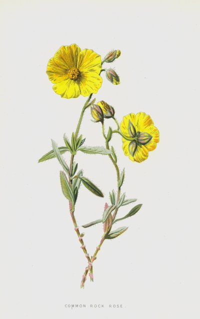 Gewöhnliches Sonnenröschen von Frederick Edward Hulme