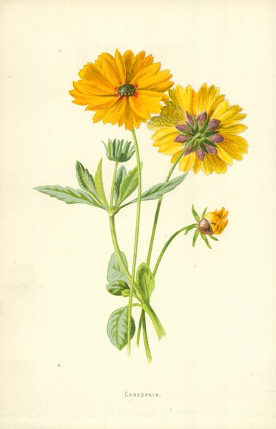 Coreopsis von Frederick Edward Hulme