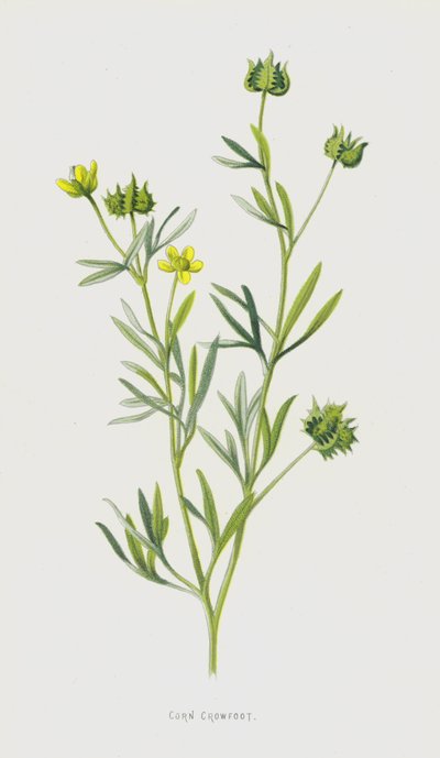 Hahnenfuß von Frederick Edward Hulme