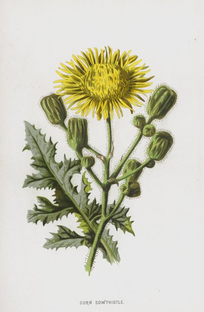 Acker-Gänsedistel von Frederick Edward Hulme