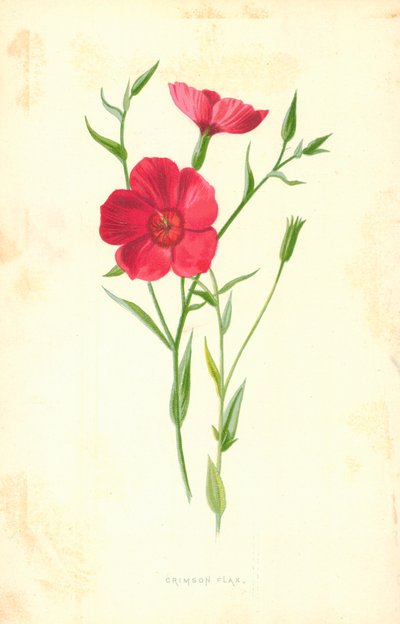 Purpur-Lein von Frederick Edward Hulme
