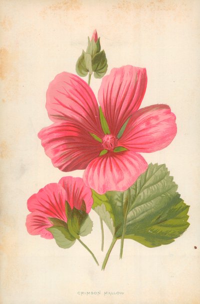 Purpurmalve von Frederick Edward Hulme