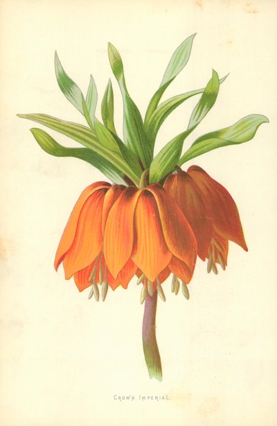 Kaiserkrone von Frederick Edward Hulme
