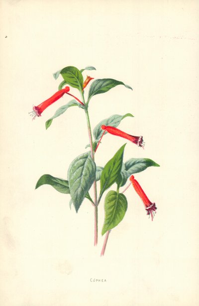 Cuphea von Frederick Edward Hulme