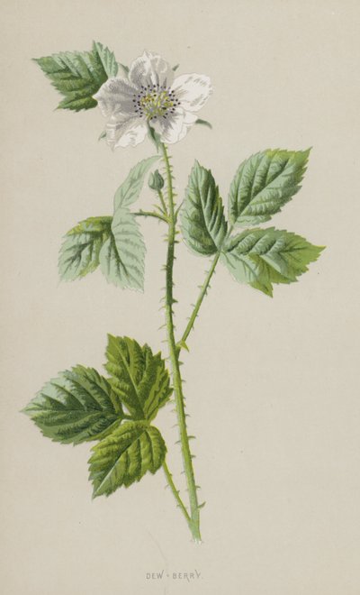 Taubenbeere von Frederick Edward Hulme