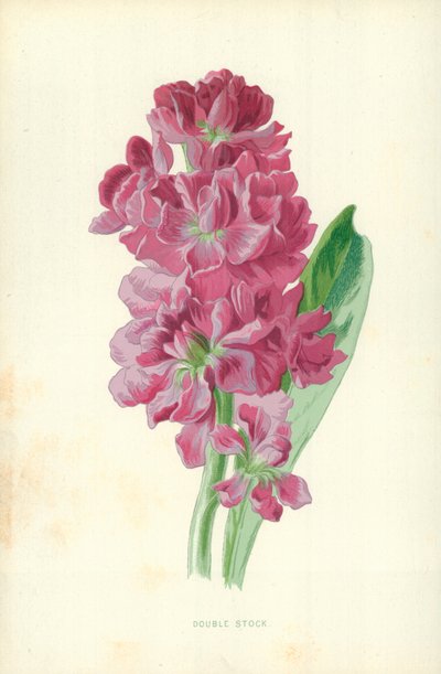 Doppelte Aktie von Frederick Edward Hulme