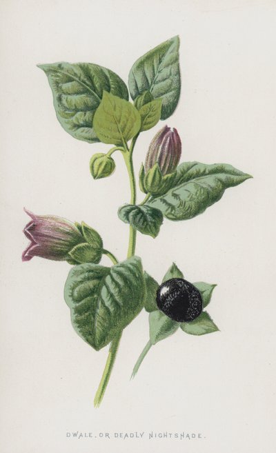 Tollkirsche von Frederick Edward Hulme