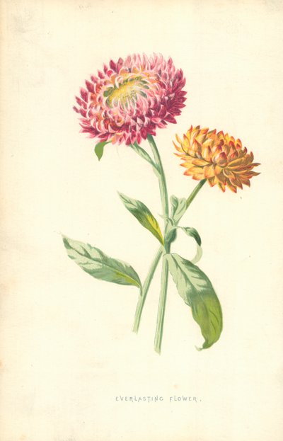 Ewige Blume von Frederick Edward Hulme