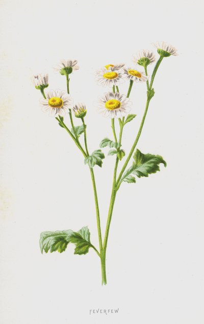 Mutterkraut von Frederick Edward Hulme
