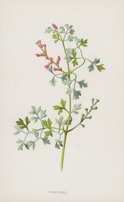 Erdrauch von Frederick Edward Hulme