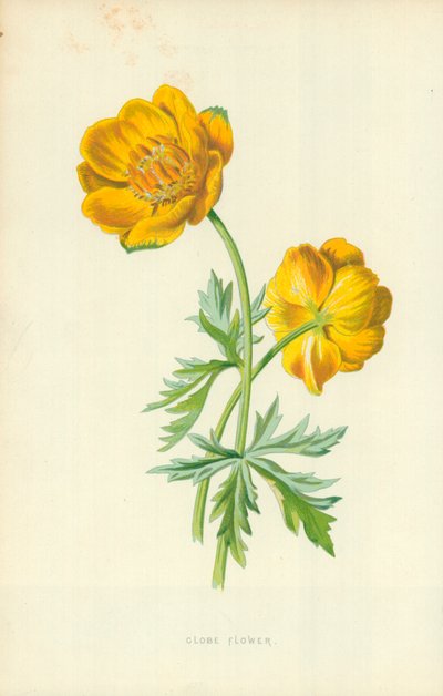 Trollblume von Frederick Edward Hulme