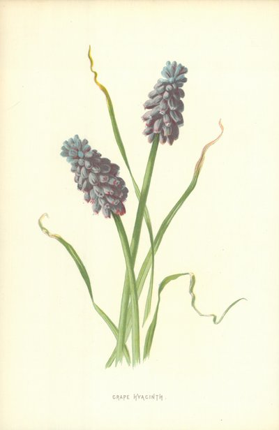 Traubenhyazinthe von Frederick Edward Hulme