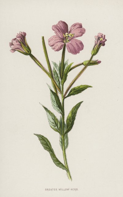 Großes Weidenröschen von Frederick Edward Hulme