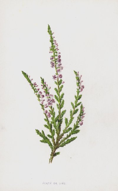 Heidekraut von Frederick Edward Hulme