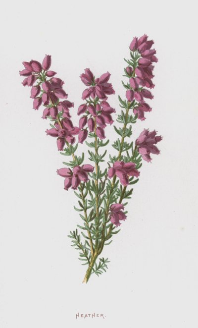 Heidekraut von Frederick Edward Hulme